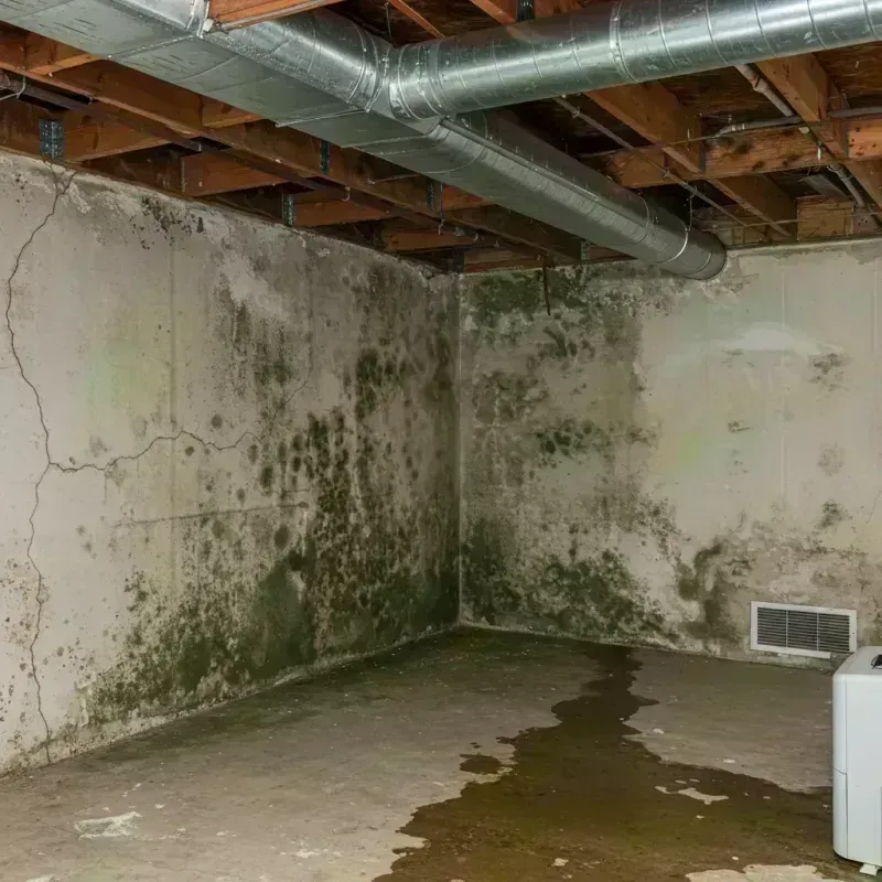 Professional Mold Removal in South Waverly, PA